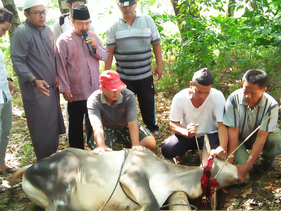  Teks Foto : Peserta qurban sedang menyaksikan pelaksanaan penyembelihan hewan qurban/lembu yang dilaksanakan warga kompleks PGP Kampung Baru Rantauprapat Kelurahan Sioldengan Kecamatan Rantau Selatan.
